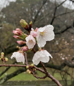 令和6年3月桜の開花